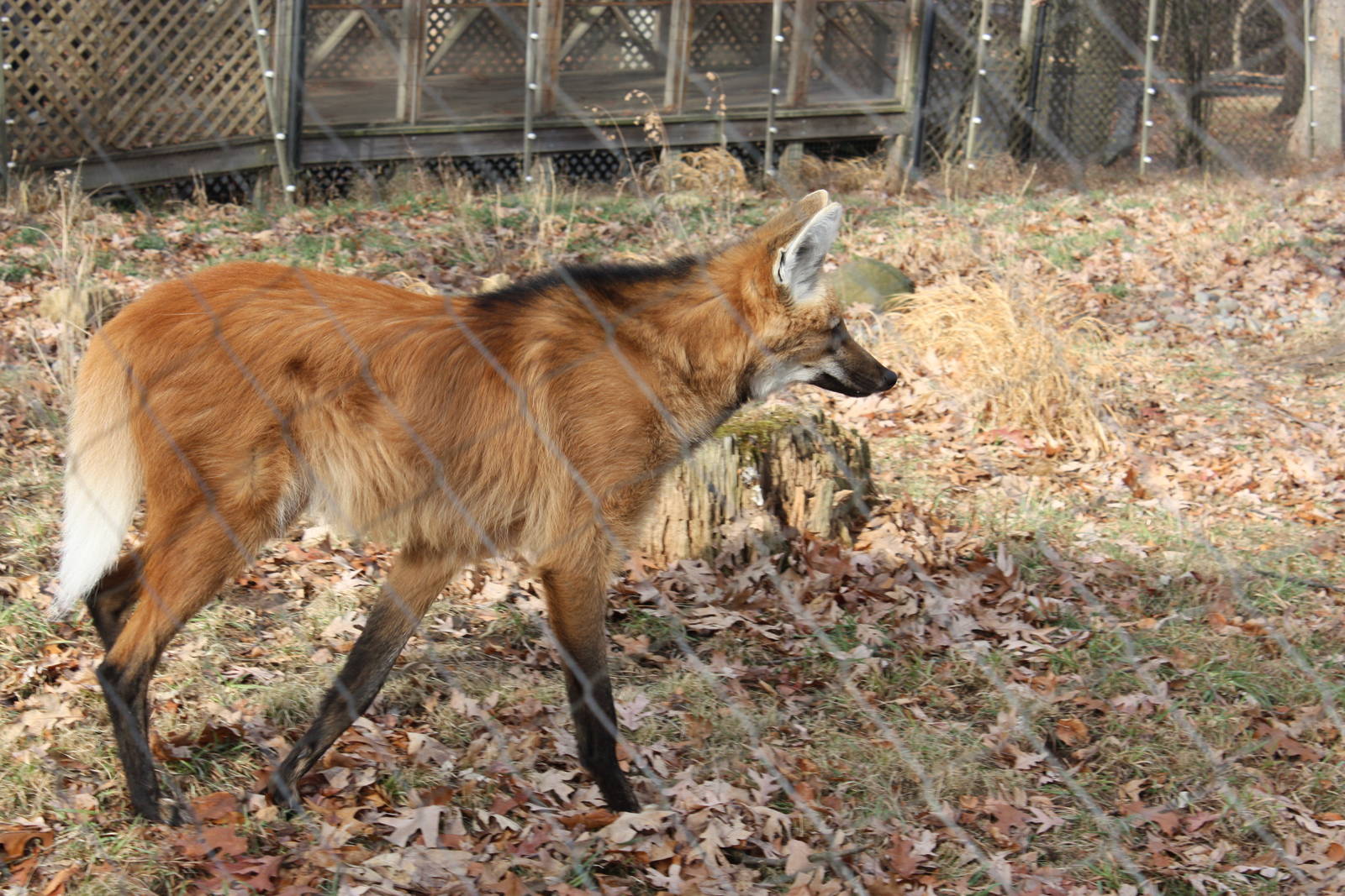 Maned Wolf