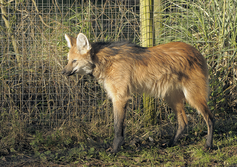 Maned wolf