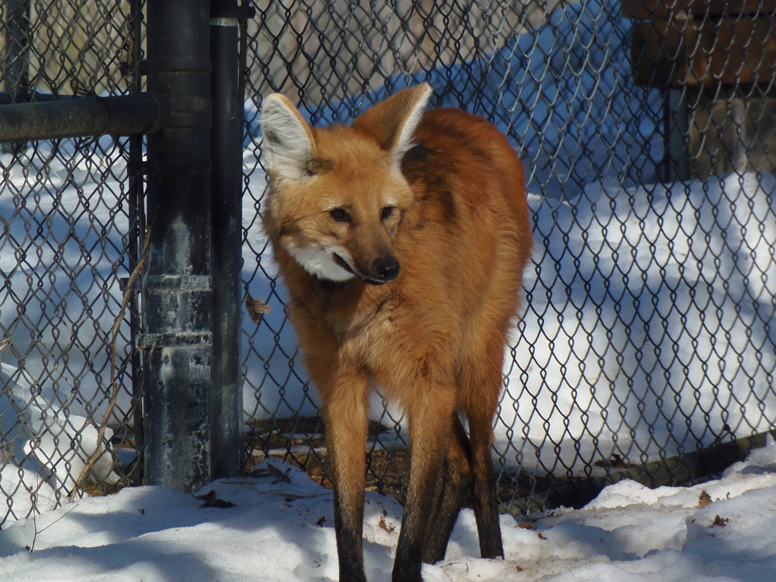 Maned Wolf