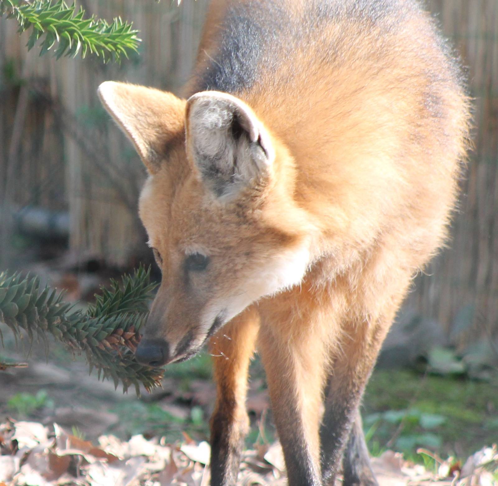 Maned wolf