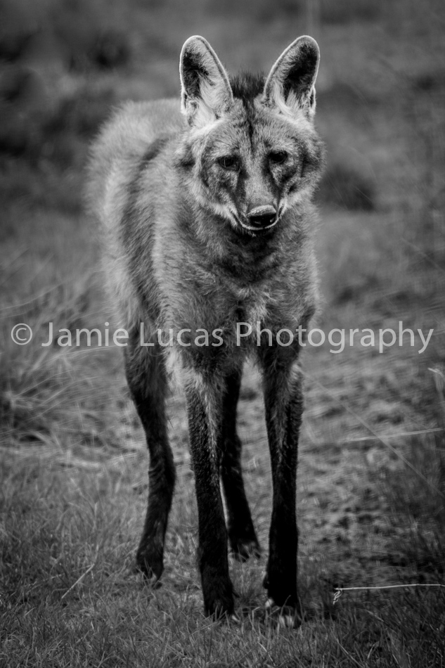 Maned Wolf