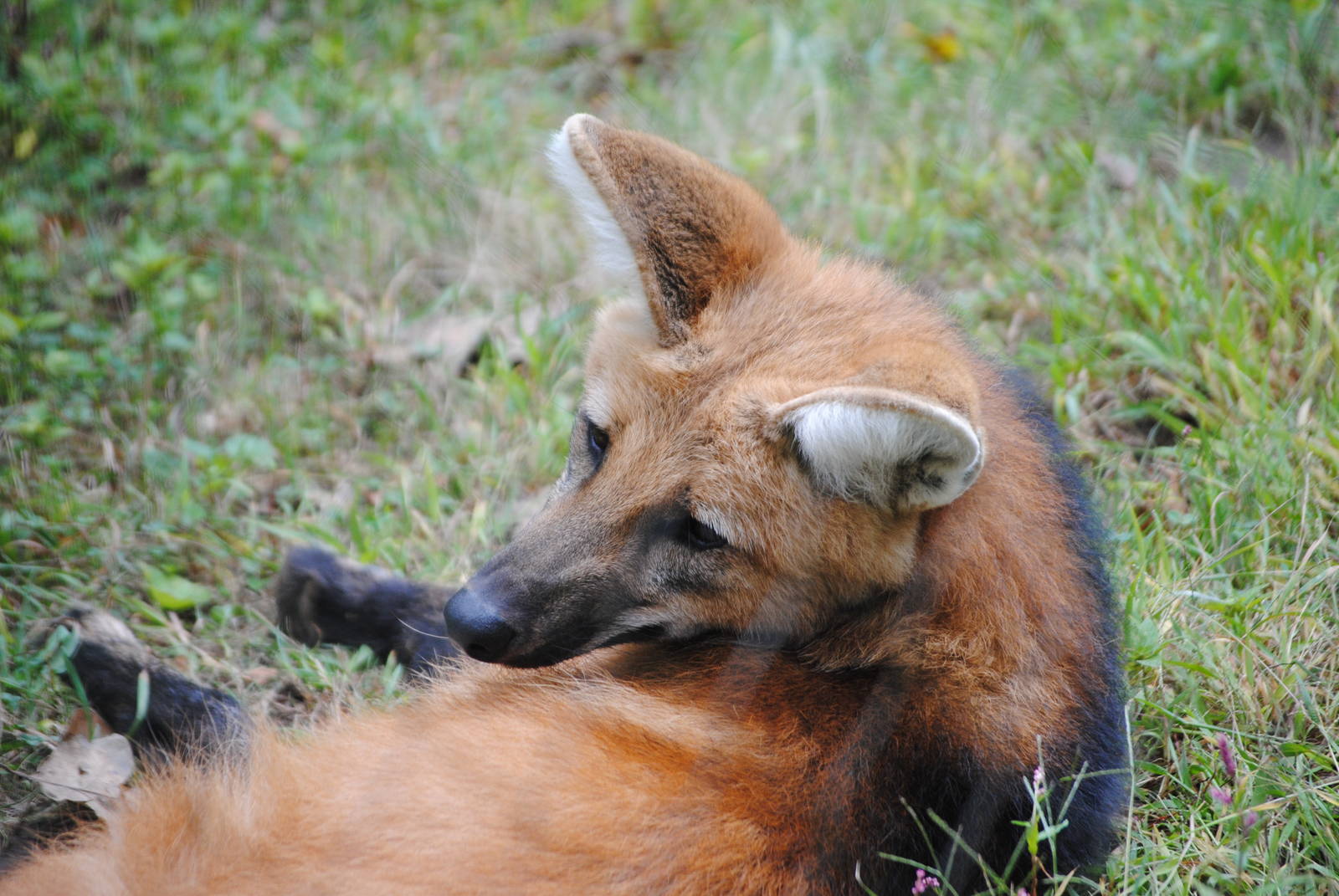 Maned Wolf
