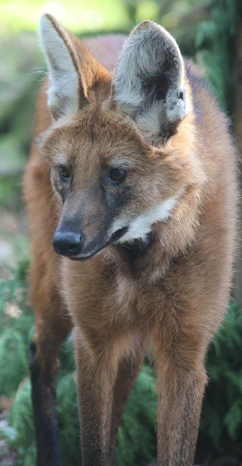 Maned Wolf
