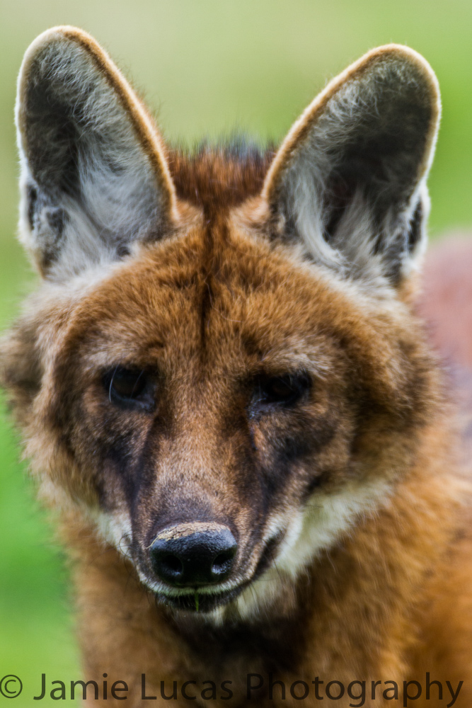 Maned Wolf