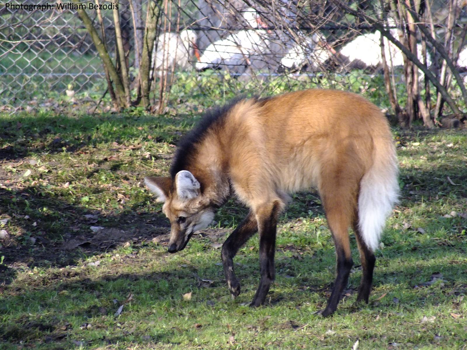 Maned Wolf