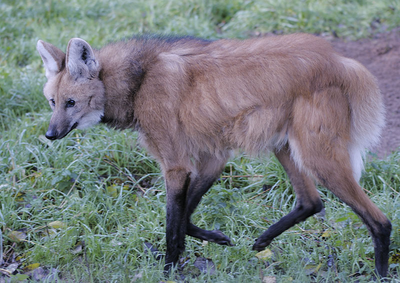Maned wolf