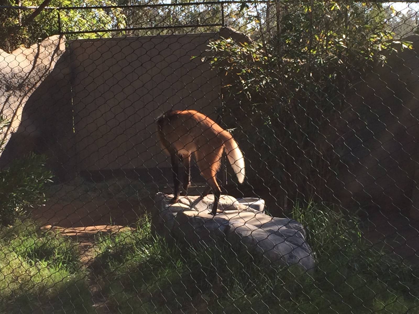 Maned Wolf