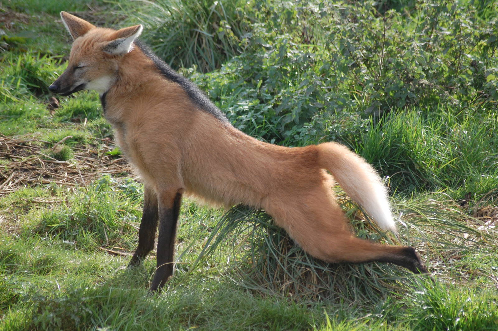 Maned Wolf