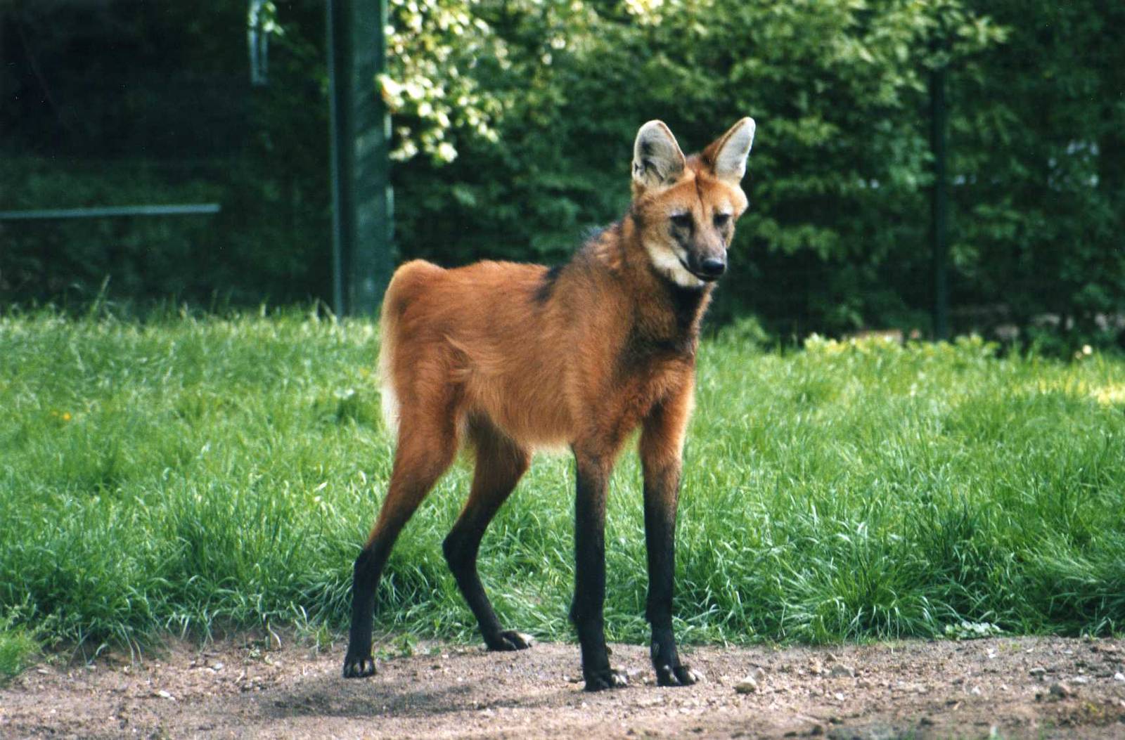 Maned Wolf