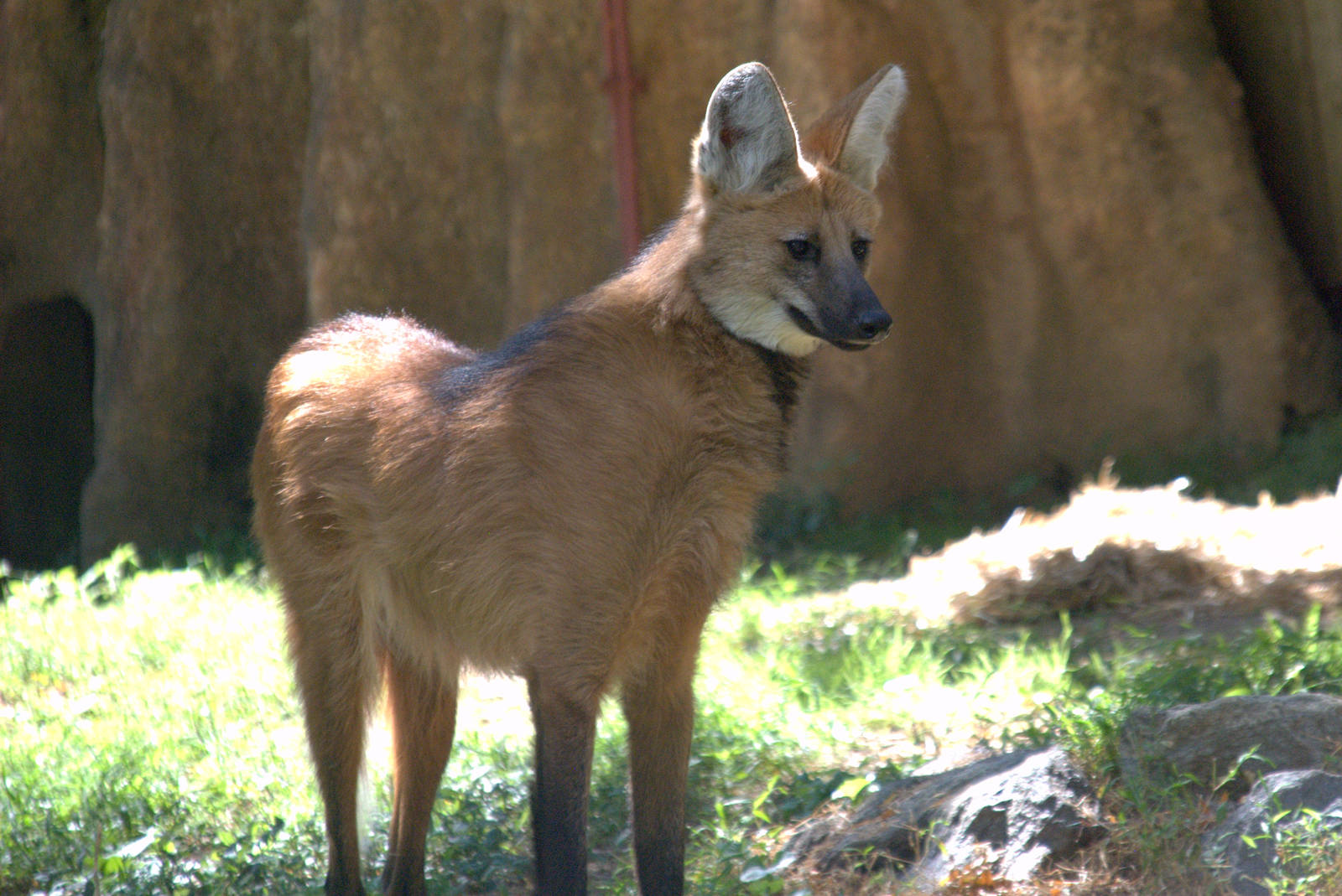 Maned Wolf