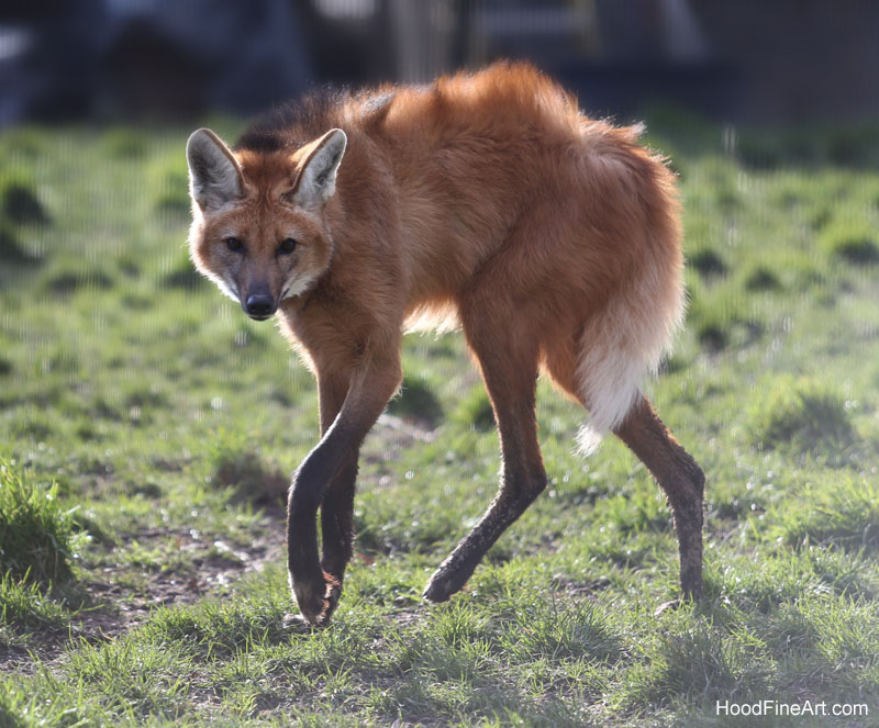 maned wolf