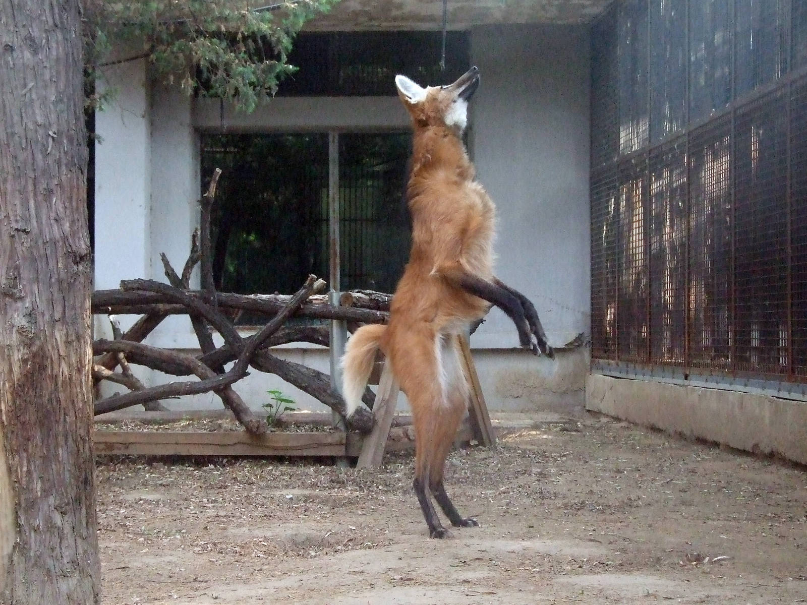 Maned wolf