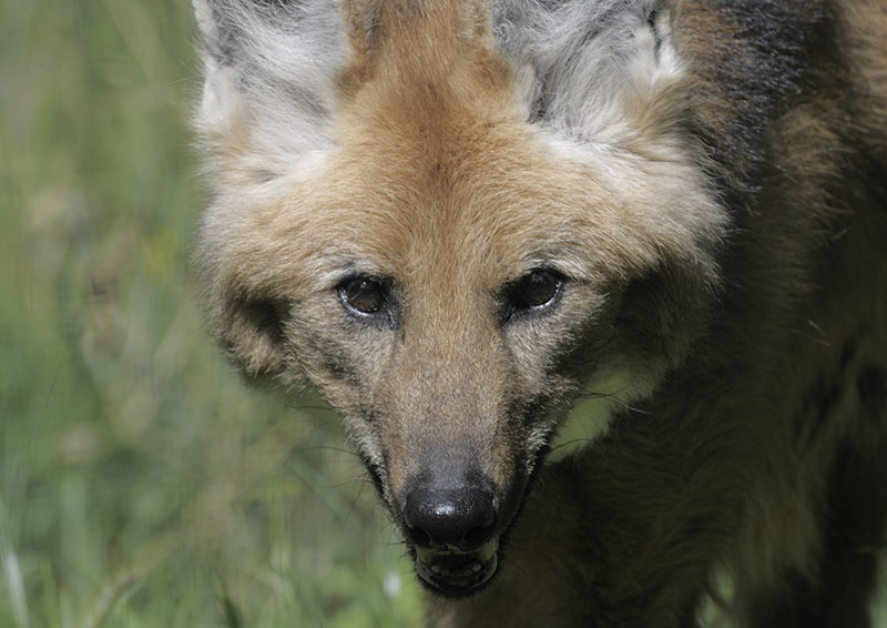 Maned wolf