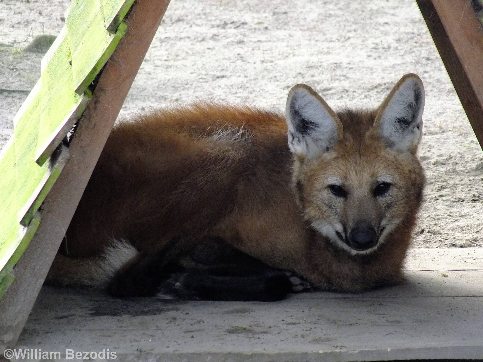 Maned Wolf