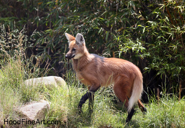 maned wolf