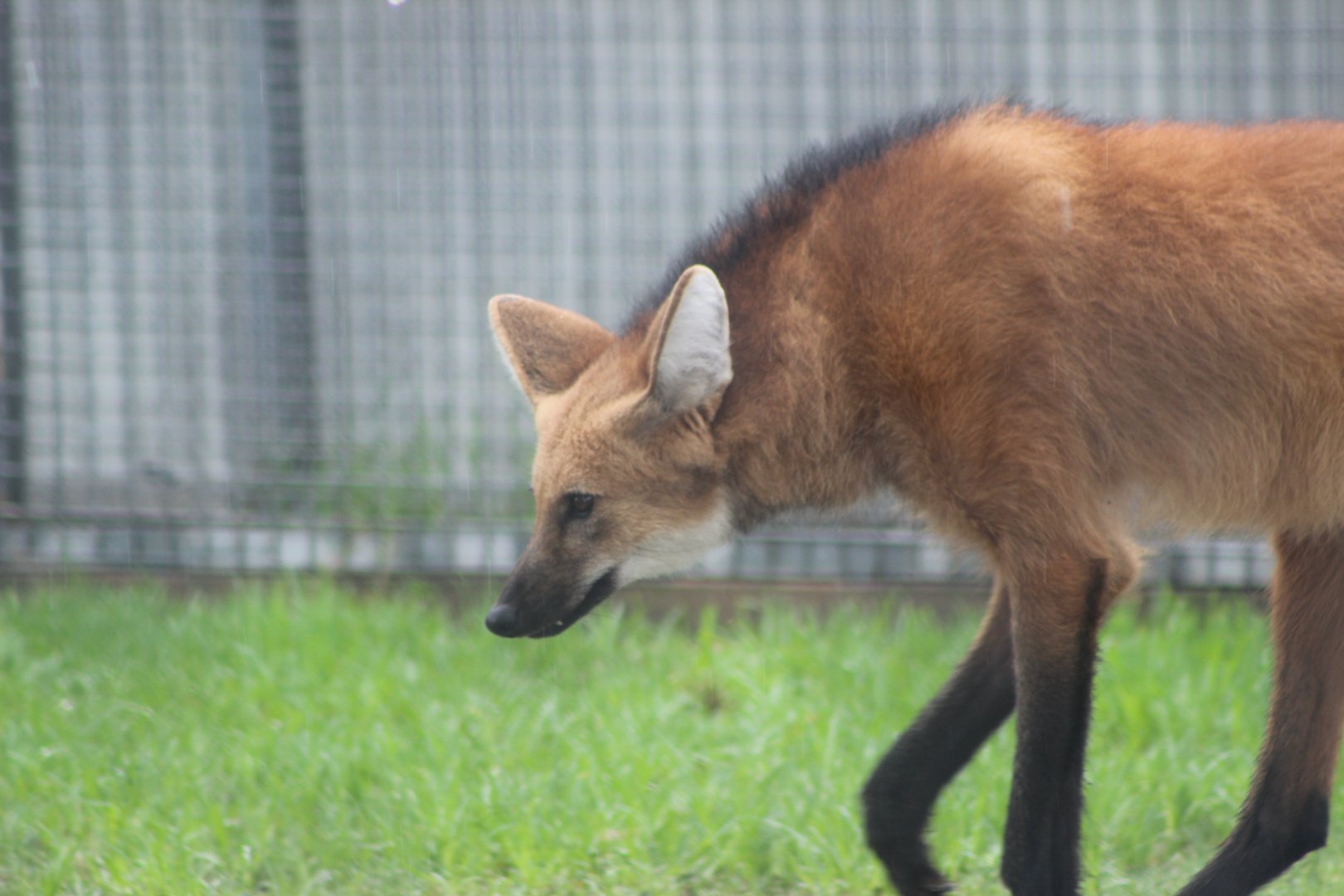 Maned Wolf