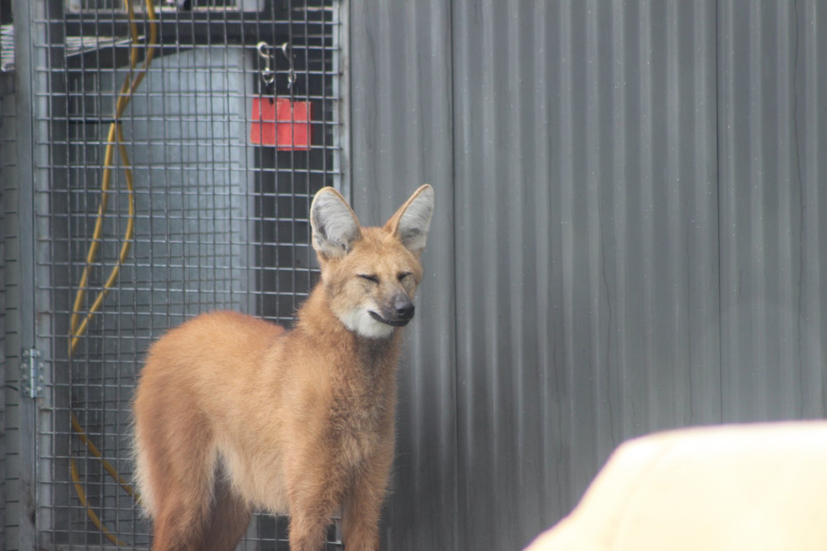 Maned Wolf