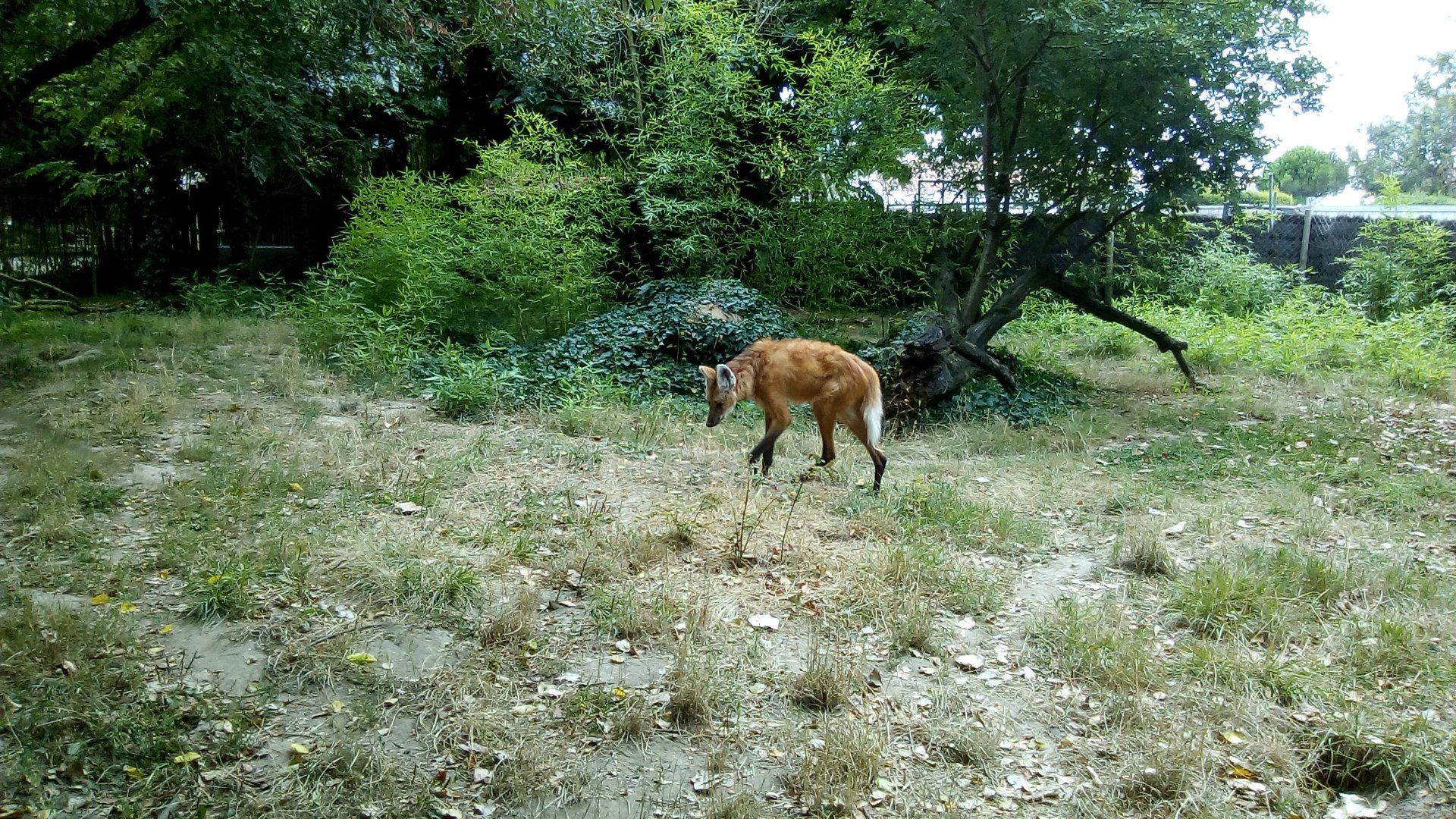 Maned Wolf