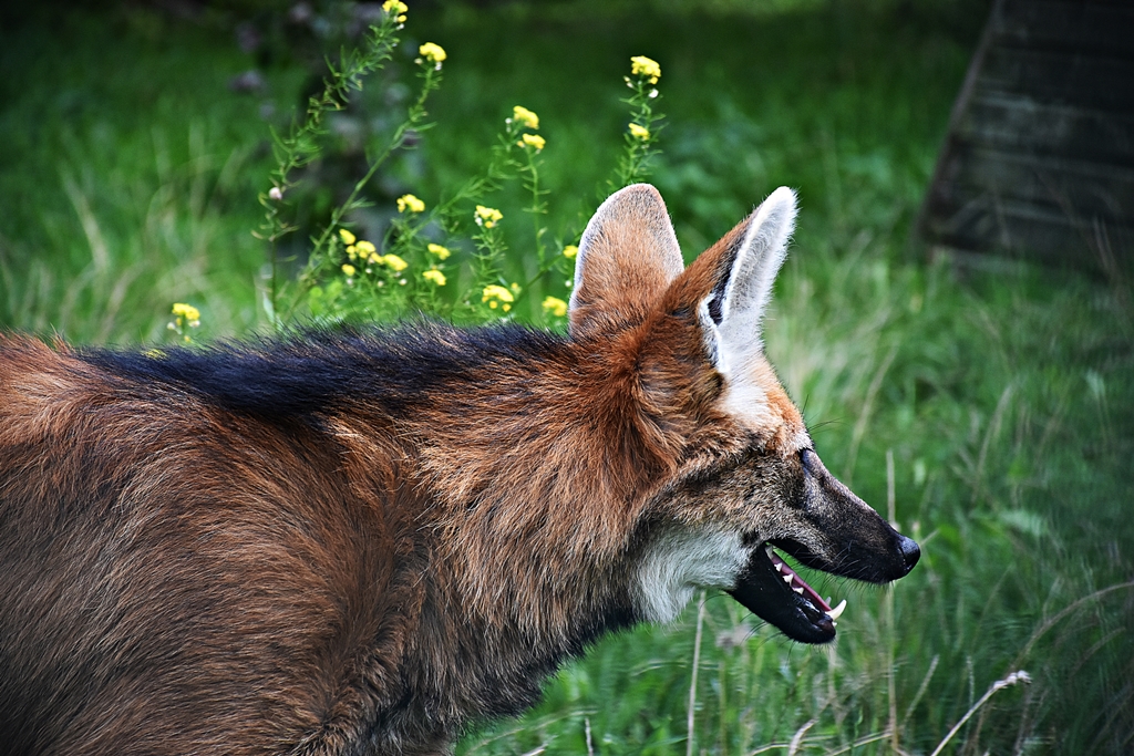 Maned wolf