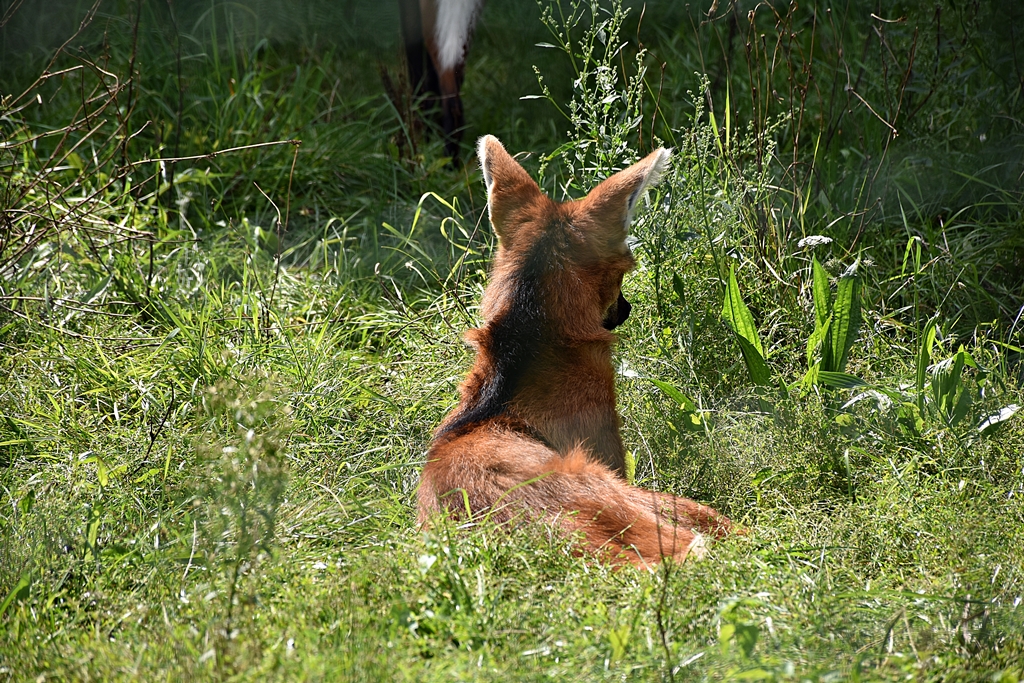 Maned wolf