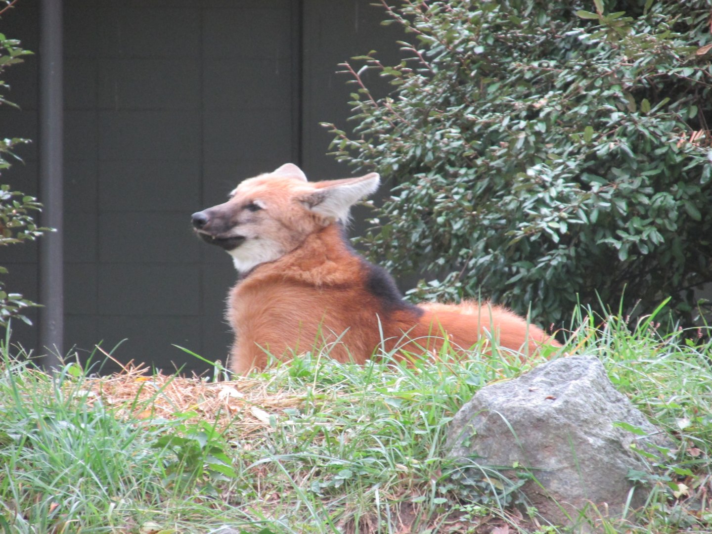 maned wolf