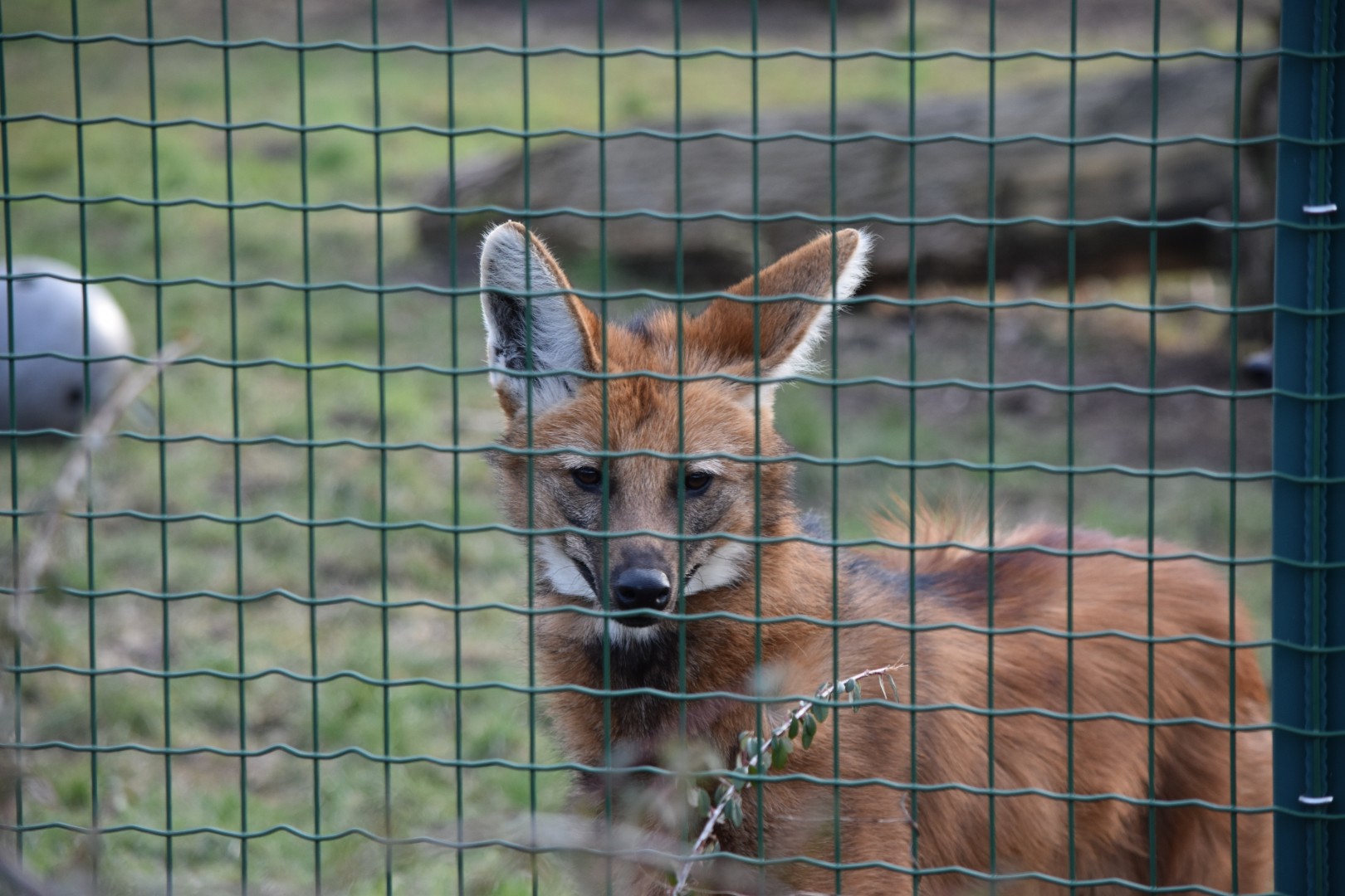 Maned wolf