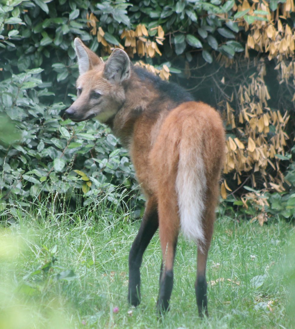 Maned wolf