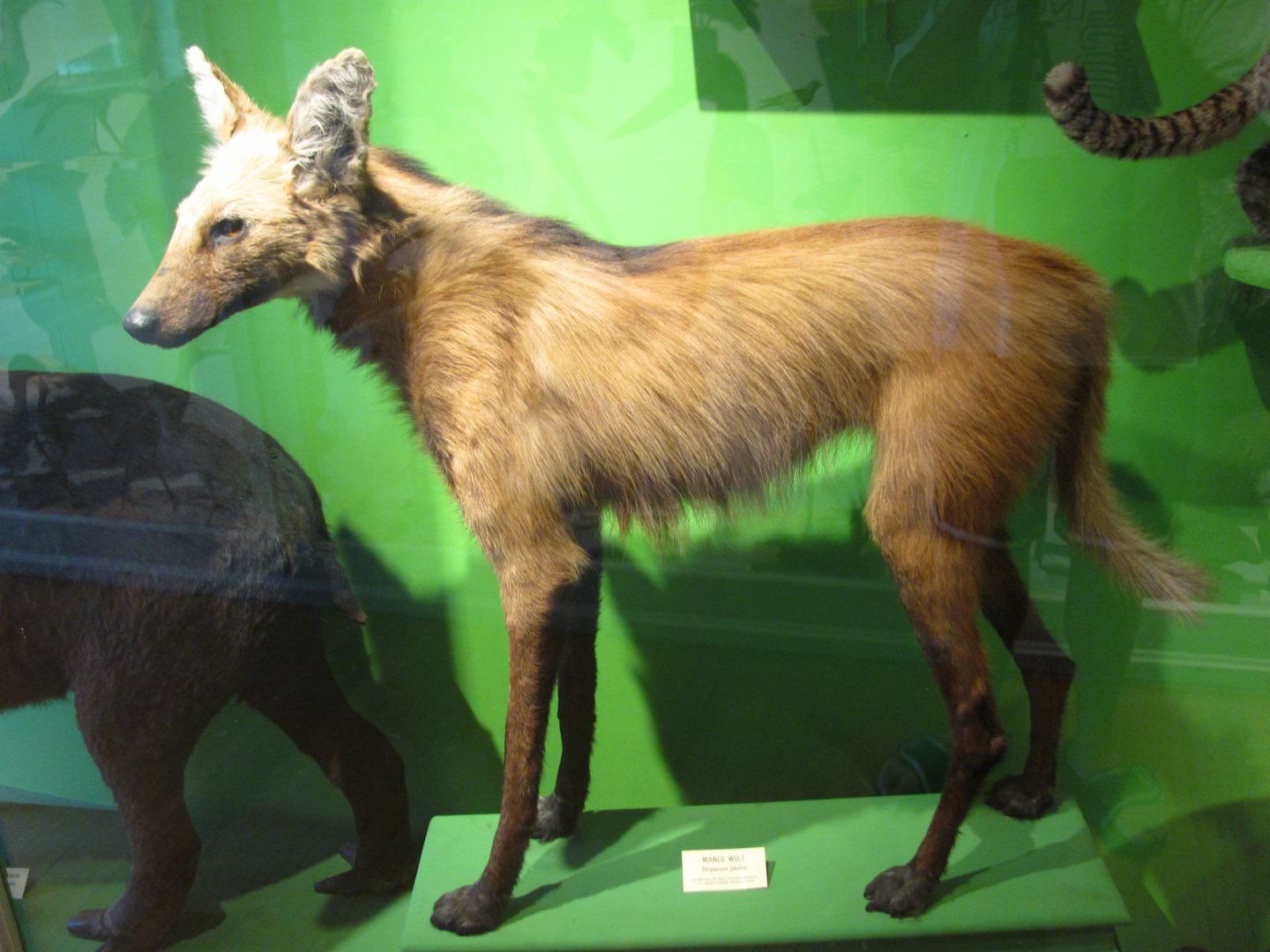 Maned Wolf