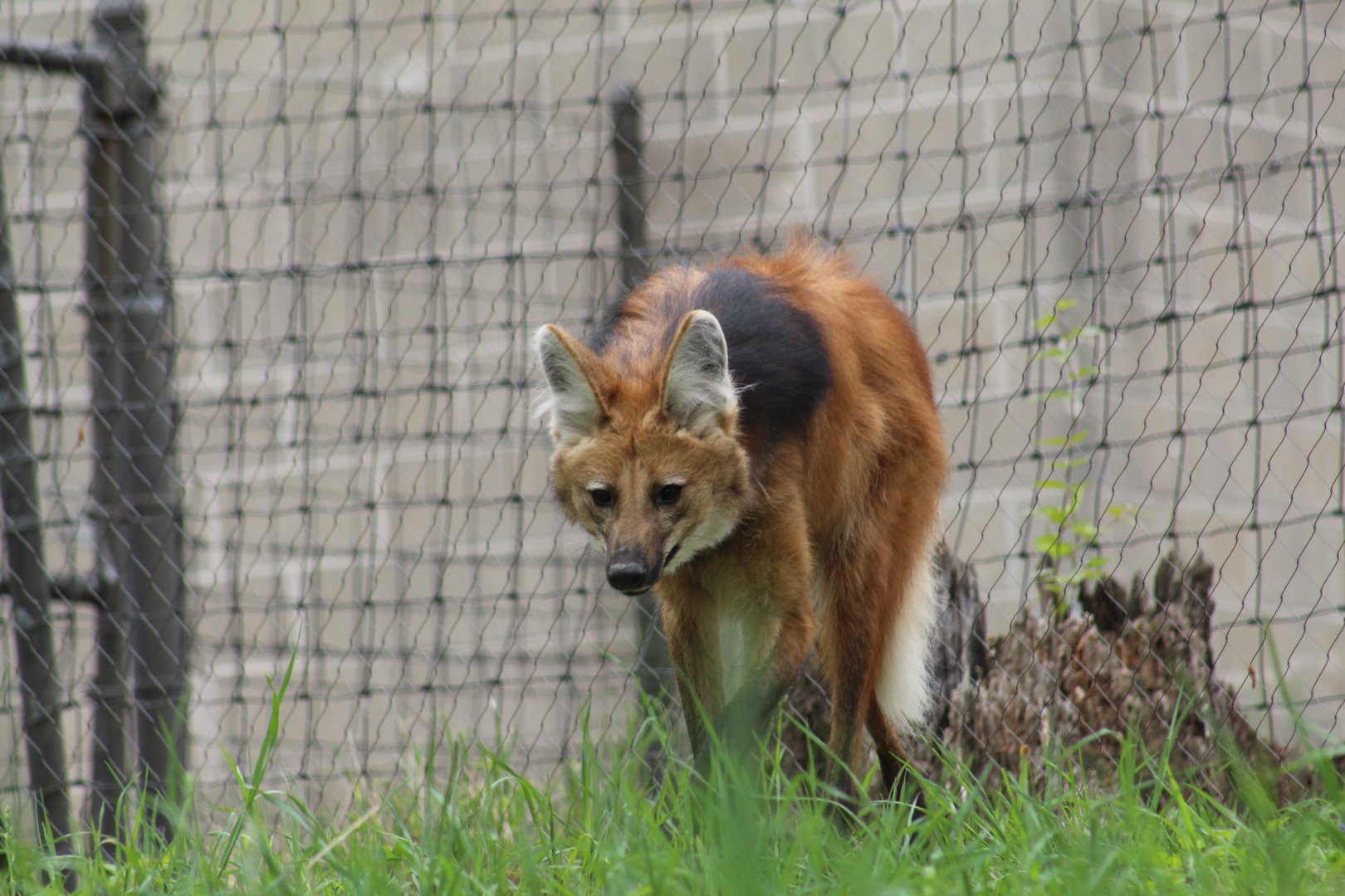Maned Wolf