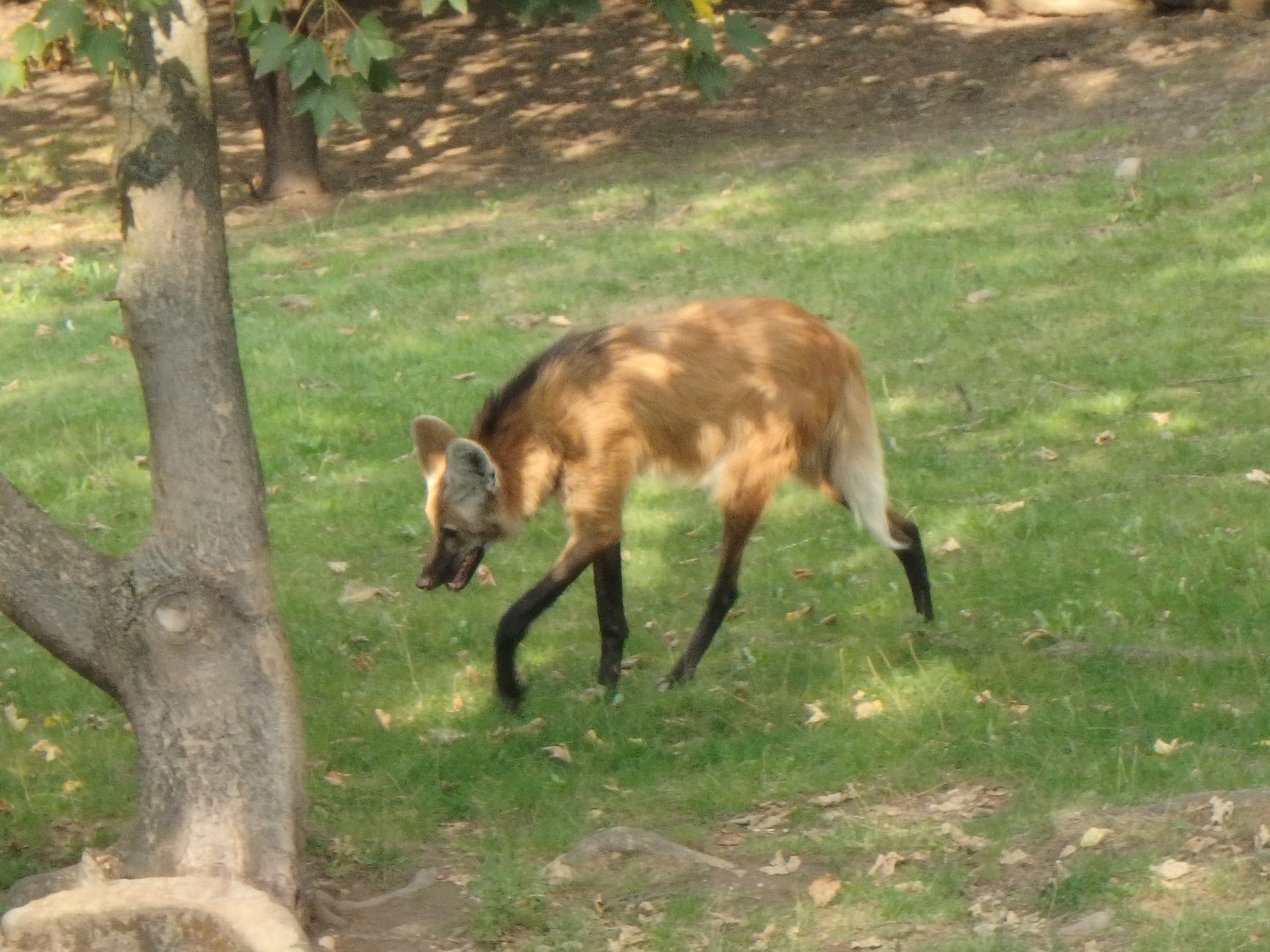 Maned wolf