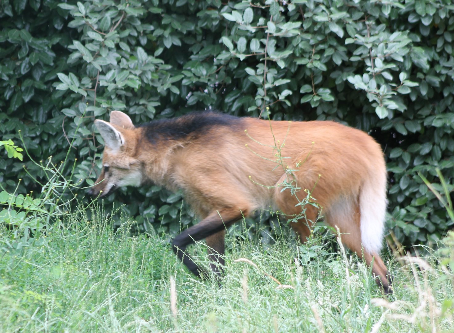 Maned wolf