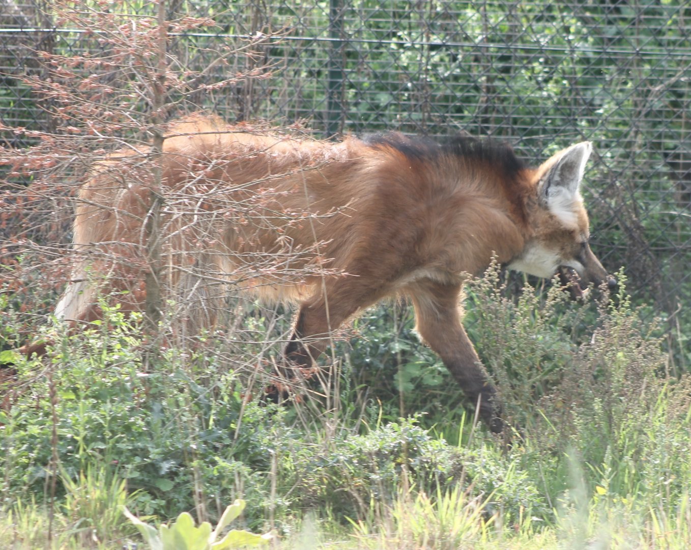 Maned wolf