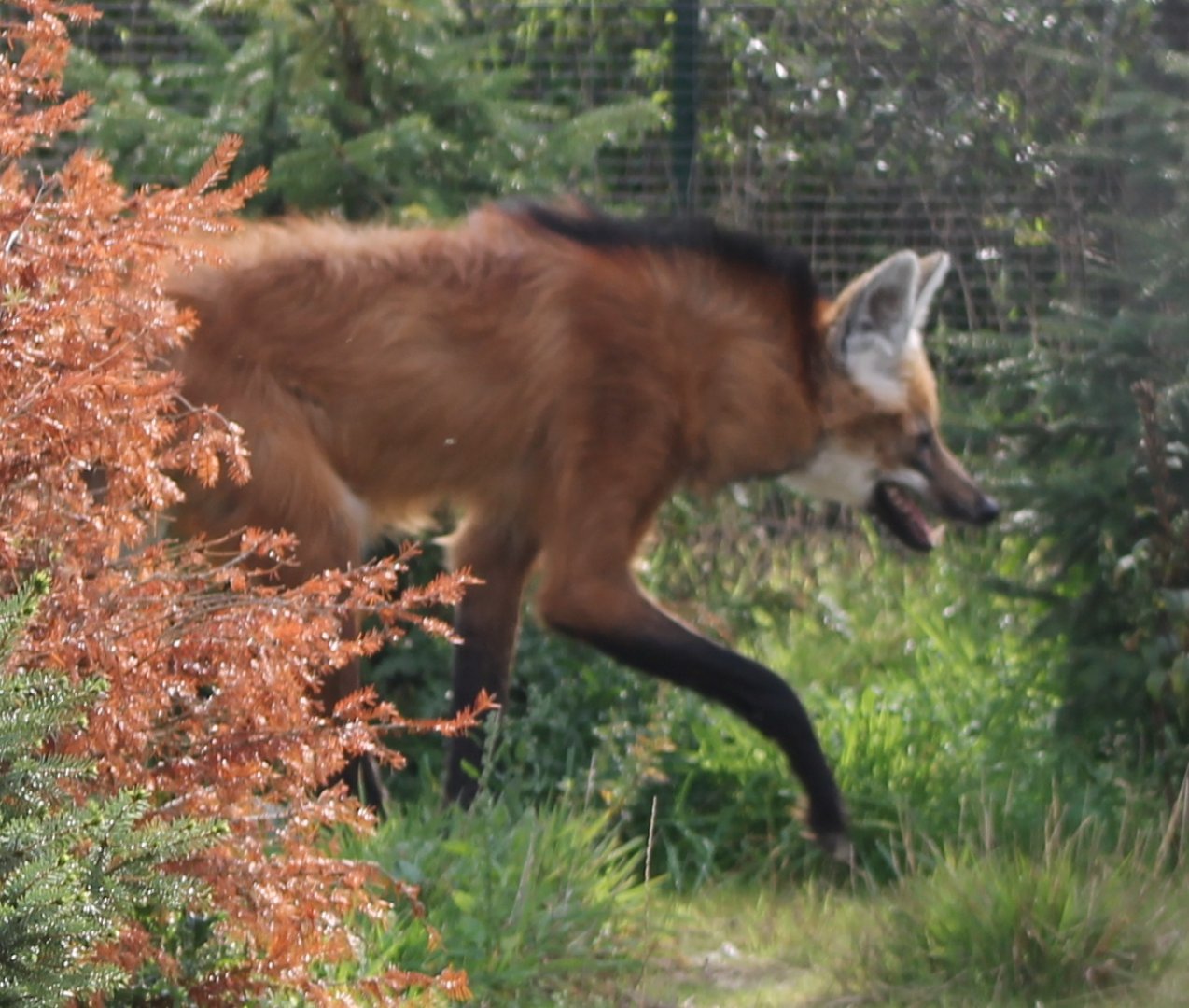 Maned wolf