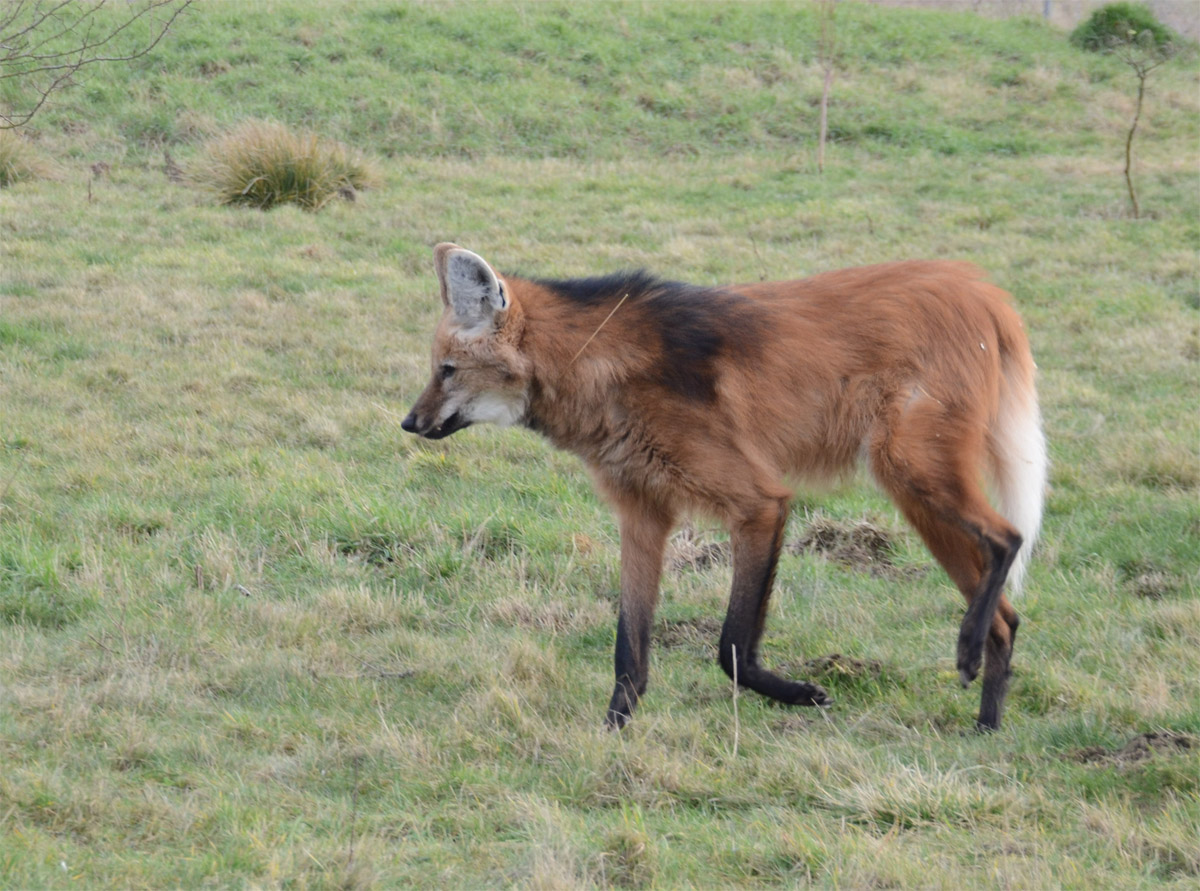 Maned Wolf