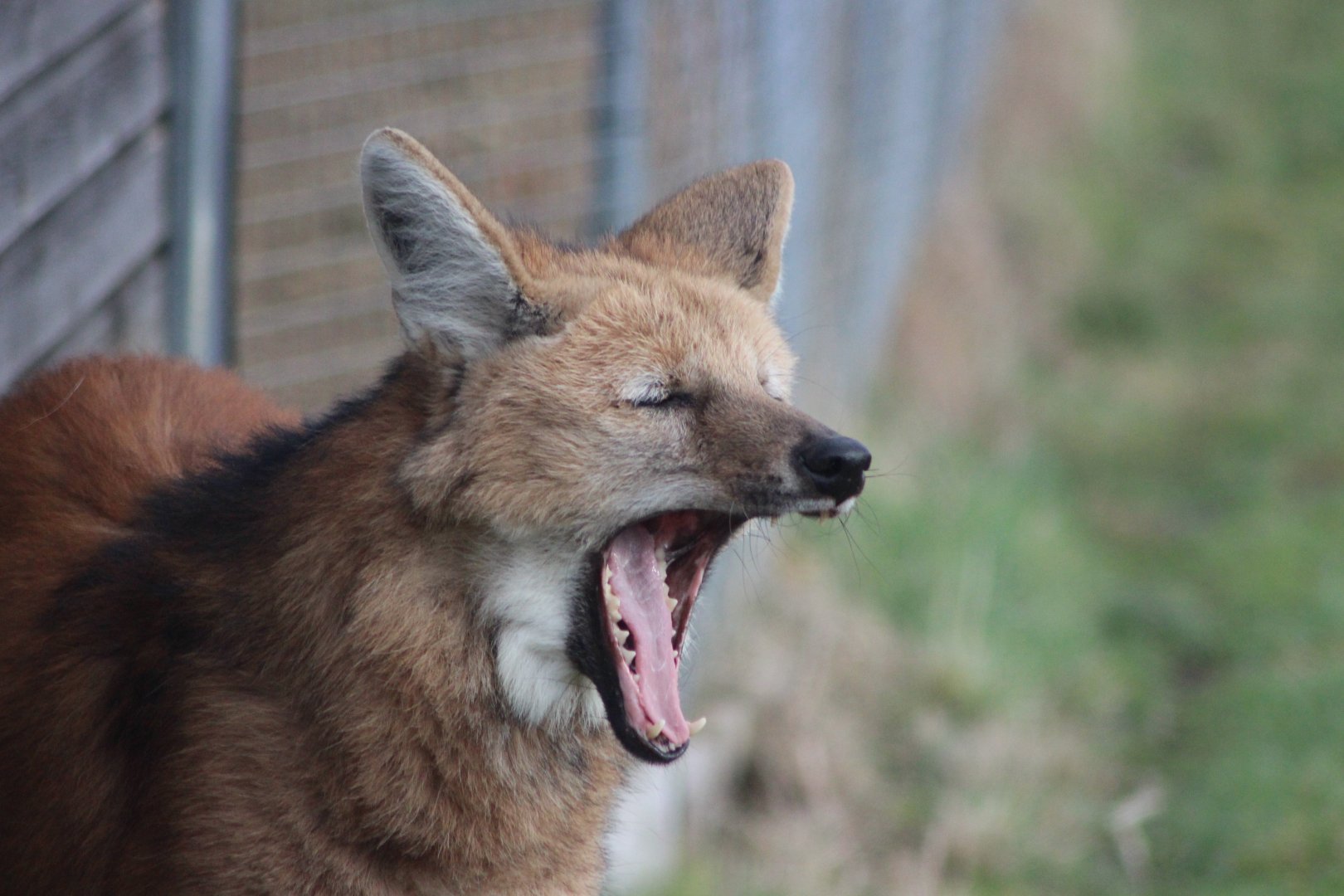 Maned Wolf