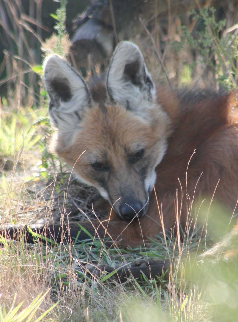 Maned wolf