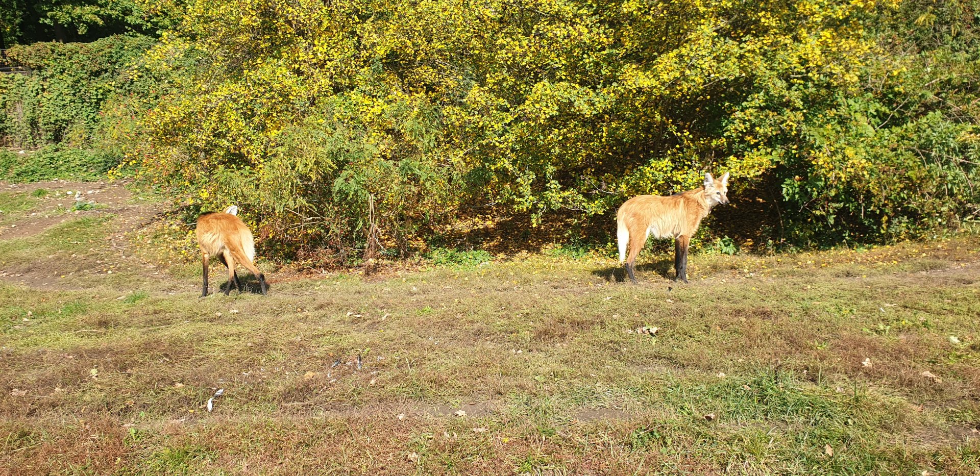 Maned Wolf