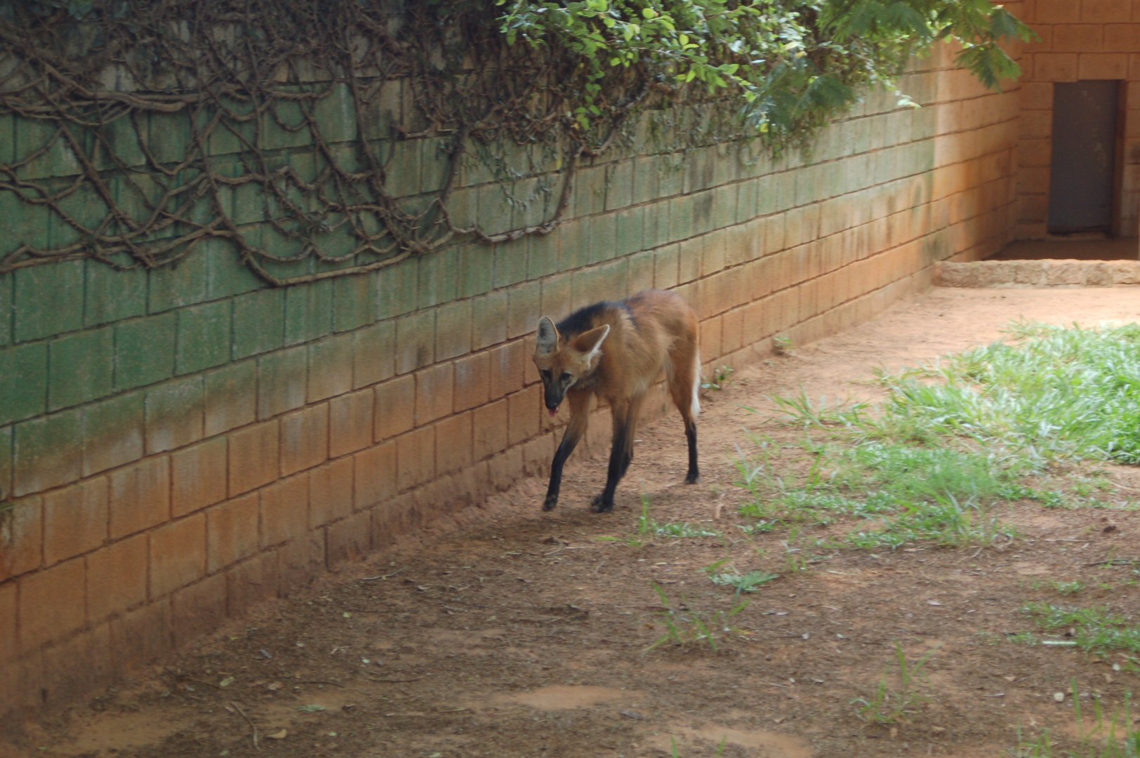 Maned wolf