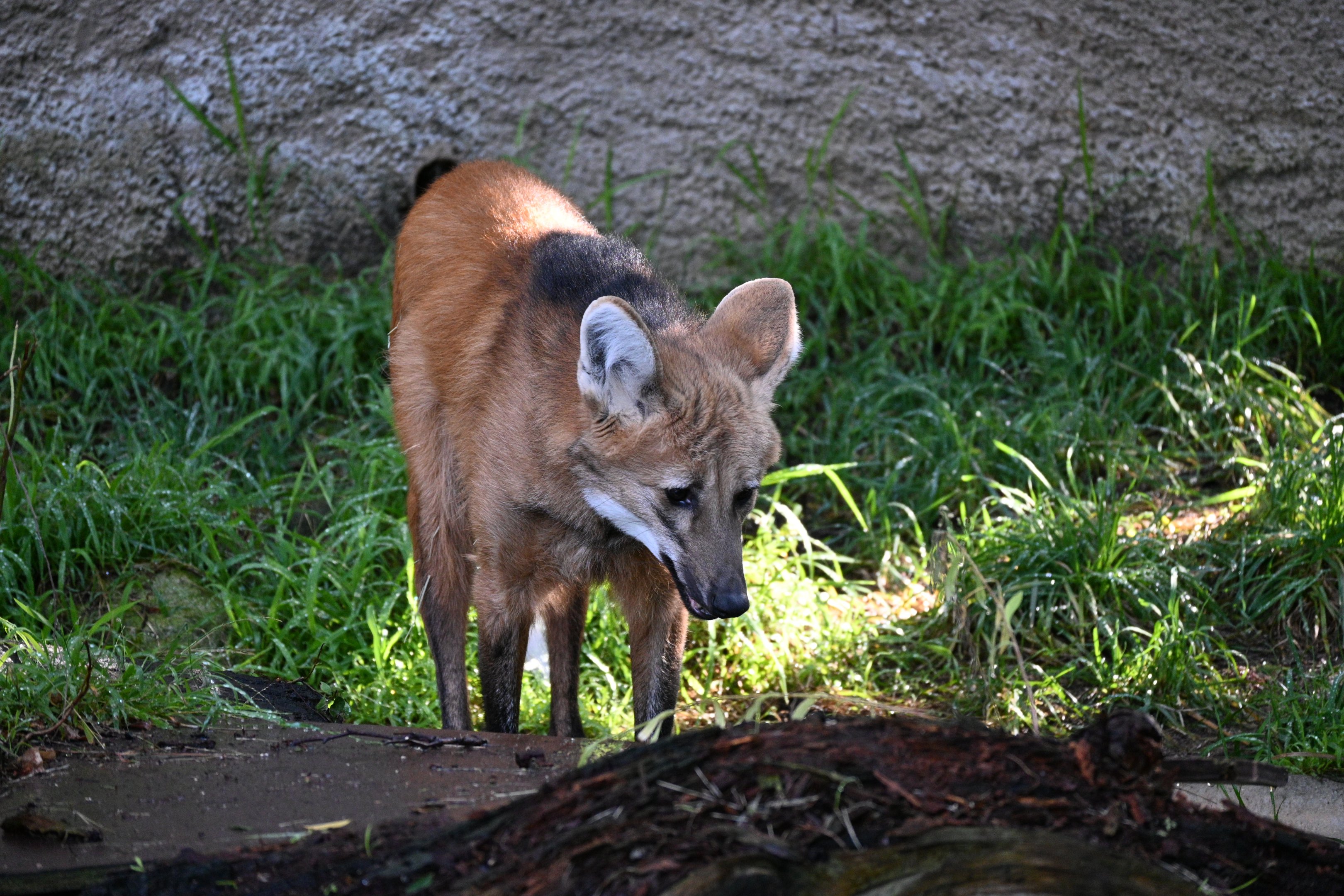 Maned Wolf