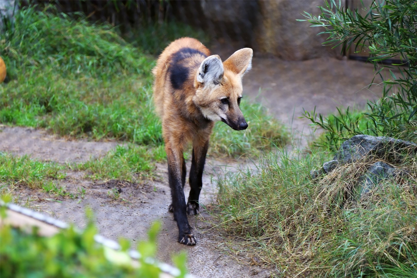 Maned wolf