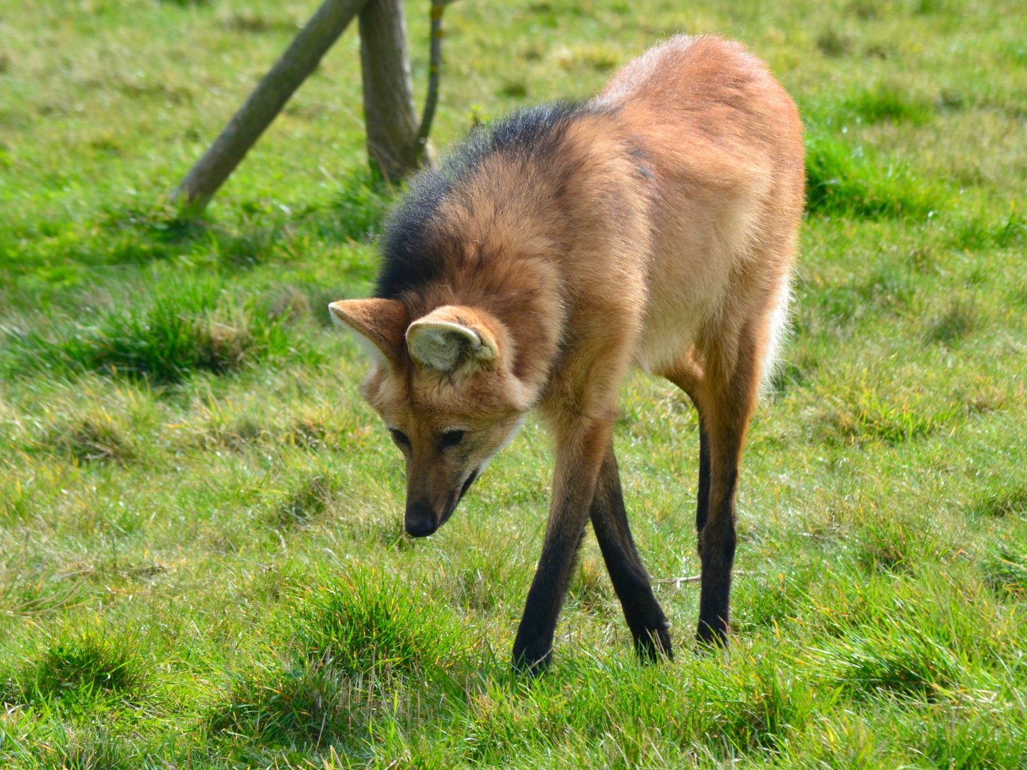Maned Wolf