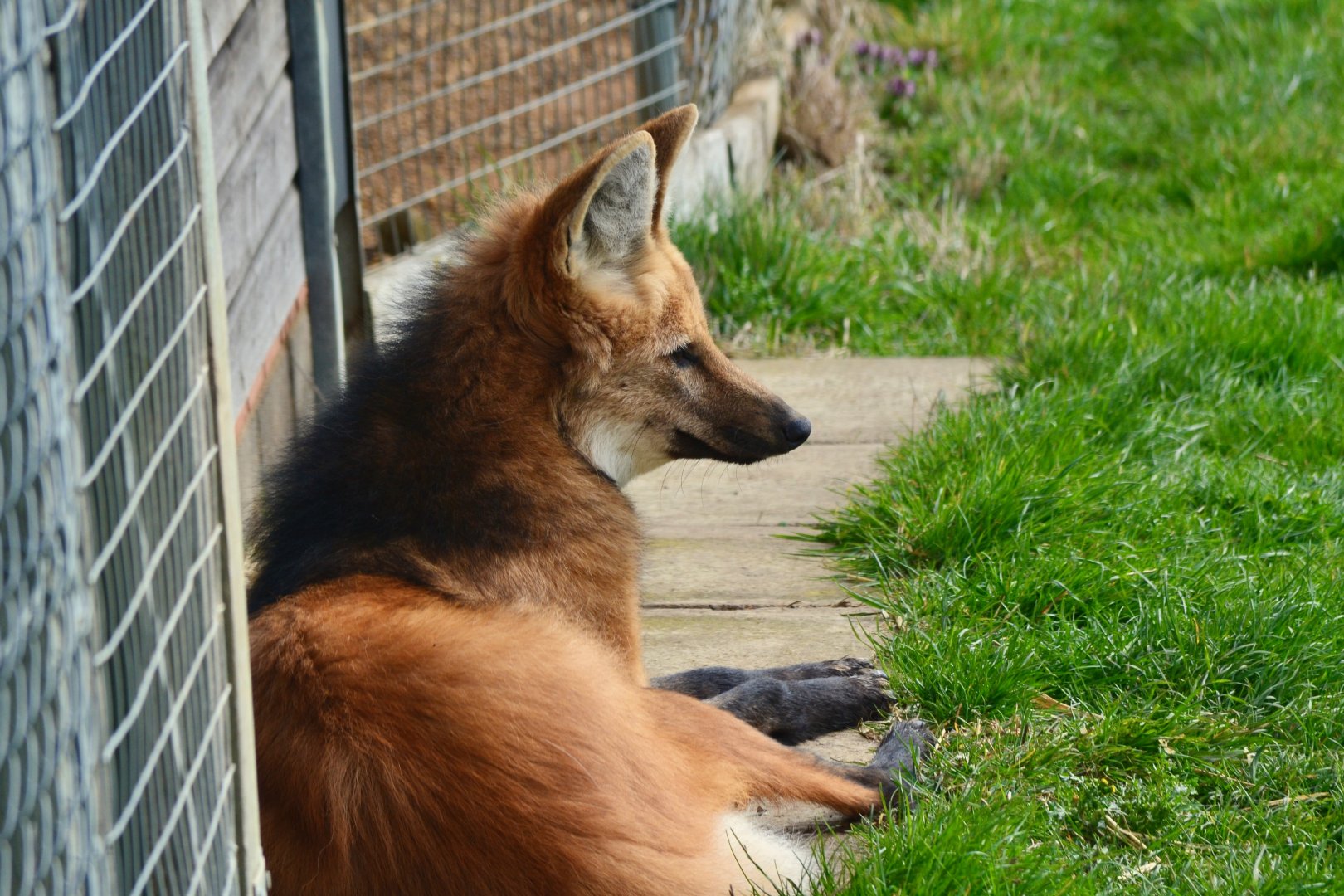 Maned Wolf