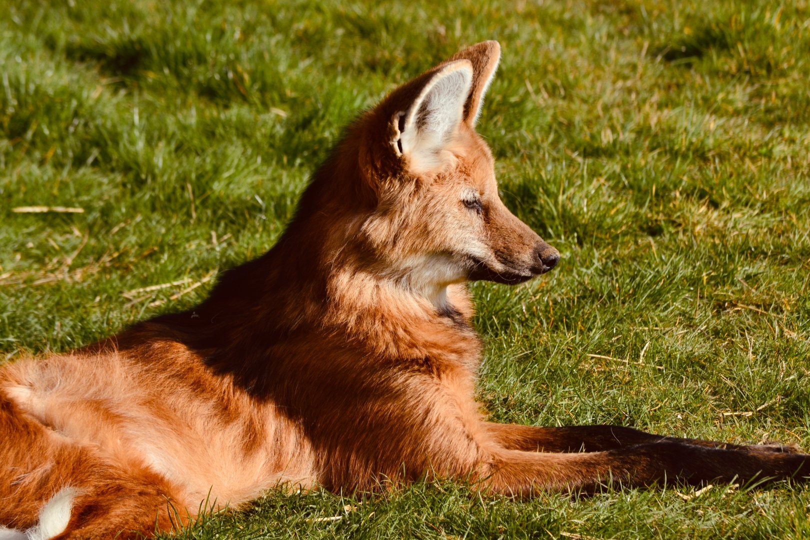 Maned Wolf