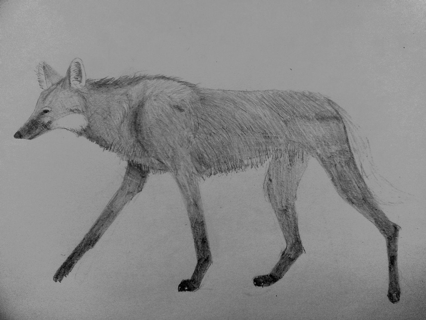 Maned wolf
