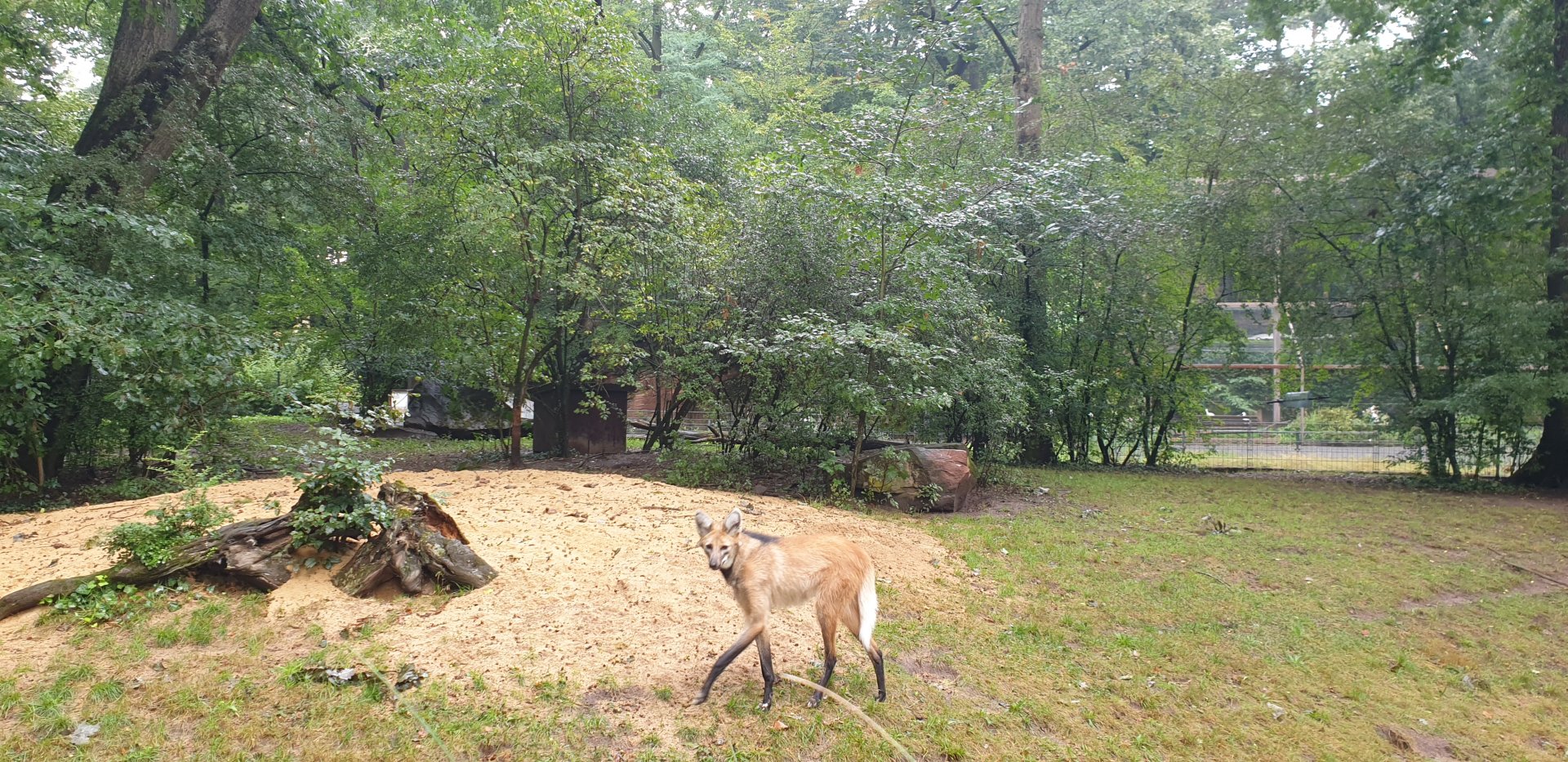 Maned Wolf