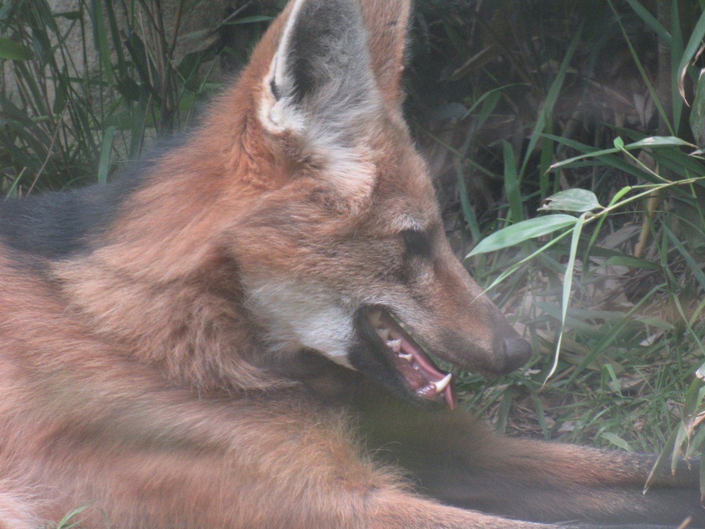 Maned Wolf