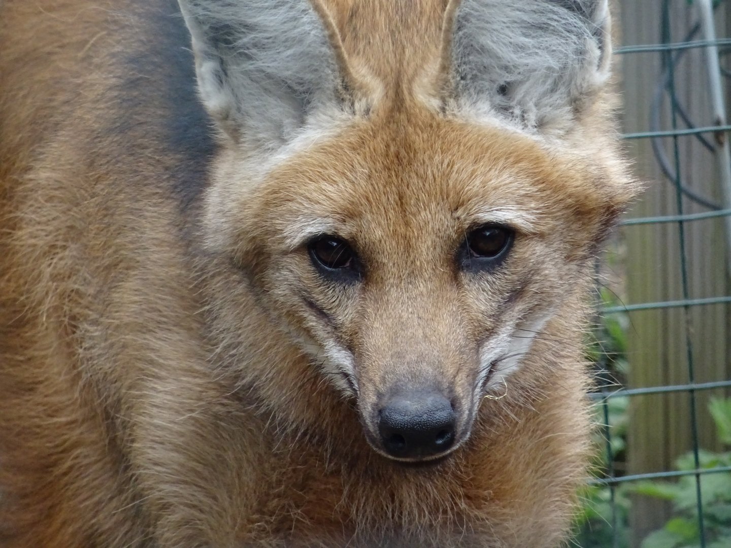 Maned Wolf