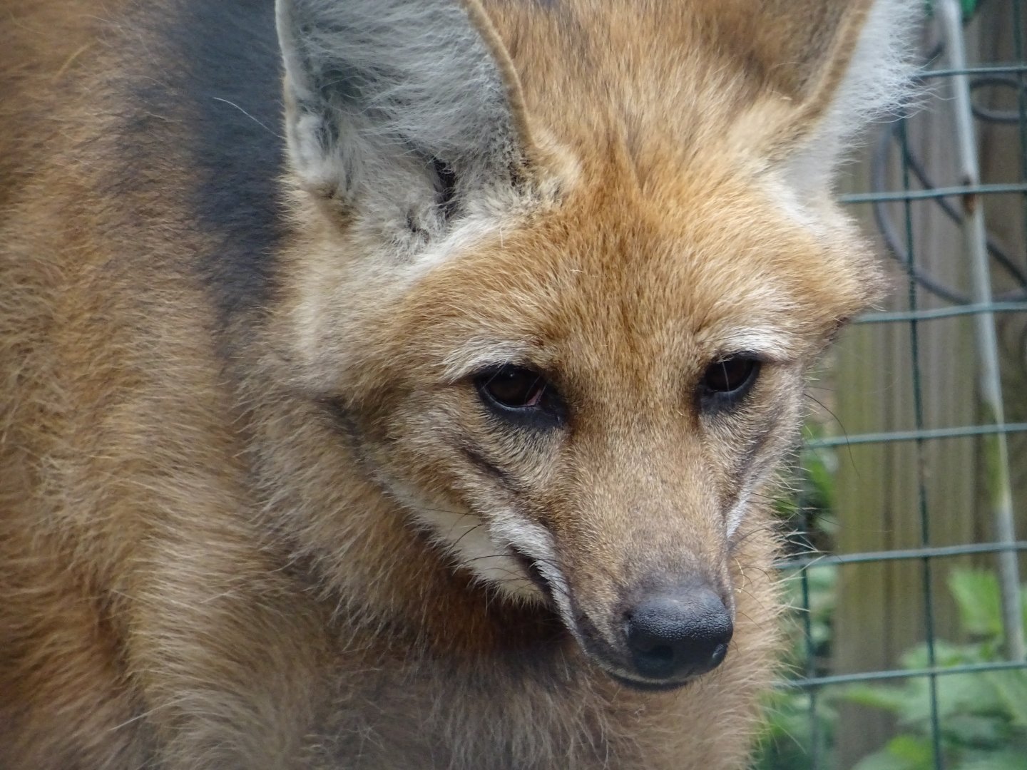 Maned Wolf