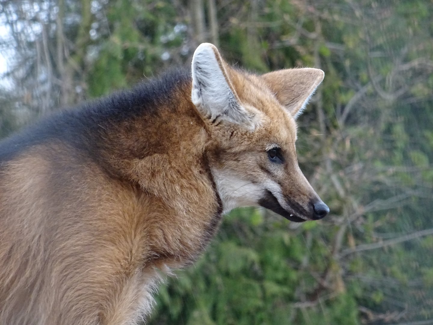Maned Wolf