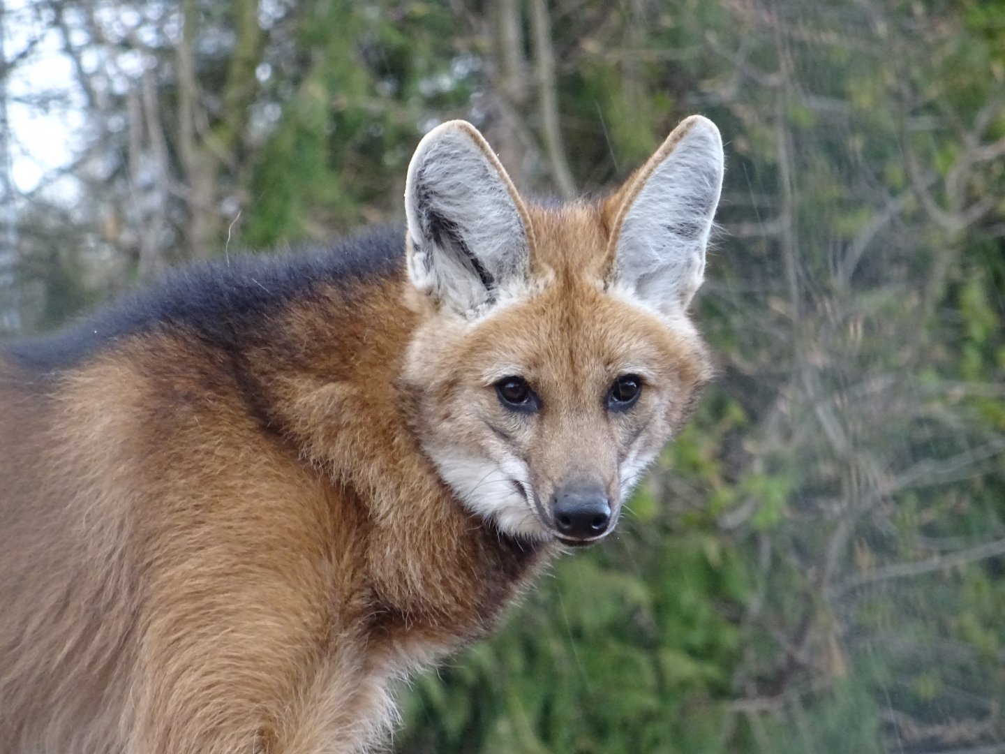 Maned Wolf
